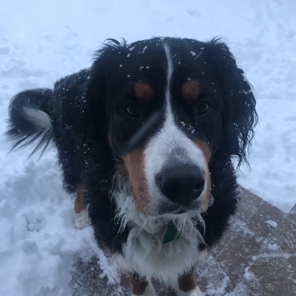 Meet your Posher, Meredith - Picture 1 of 1